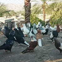 بهبهانی و شهری نرو ماده|پرنده|شیراز, بازار|دیوار