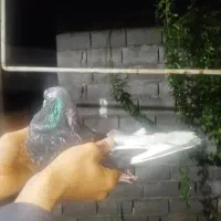 یه نر مگسی|پرنده|دابودشت, |دیوار