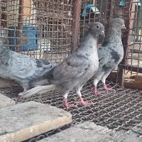 جوجه دم سفید تازه دون خور