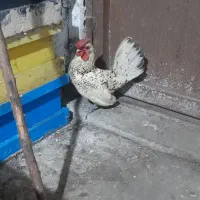 سیبرات|حیوانات مزرعه|چابکسر, |دیوار