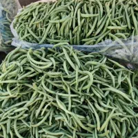 لوبیا استامبولی