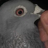 لوستر کبوتری