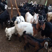 بز و بزغاله