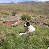 یک عدد گوسفند مژدگانی کسی که این سگو پیدا کنه