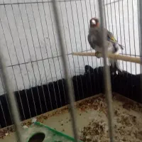 سهره کرمان|پرنده|فردوس (کرمان), |دیوار