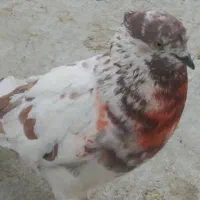 چهار تا حیون کار درست|پرنده|تهران, حصارک|دیوار