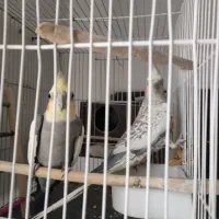 جفت عروس هلندی کار داده با قفس و لوازم رایگان|پرنده|مشهد, کوشش|دیوار