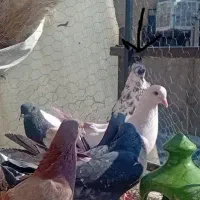 کفتر باخت رفته نصیر آباد