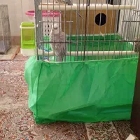 یک جفت عروس هلندی رو تخم