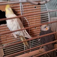 عروس  هلندی نر ماده به شرت تخم جوجه  فنج مرغ عشق|پرنده|پاکدشت, خاتون آباد|دیوار