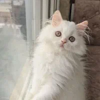 گربه پرشین سفید