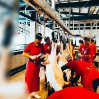 .گوسفند زنده اورگانیک.ب شرط نصفه.خونی