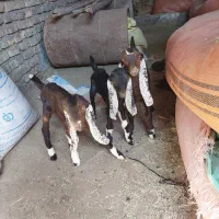 بزغاله نر پاکستانی لنگ ۳ قلو از مادر شیرا|حیوانات مزرعه|تربت‌حیدریه, شهرک ولیعصر|دیوار