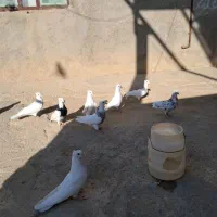 کبوتر طوقی|پرنده|کبودرآهنگ, |دیوار
