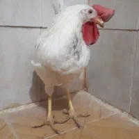 خروس سرحال|حیوانات مزرعه|قم, نخودی|دیوار