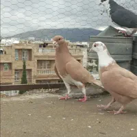 کفتر گرفتنی