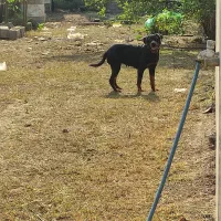 روتوایلر امریکایی|سگ|رشت, منظریه|دیوار