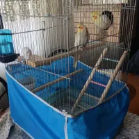 پرنده|پرنده|فردیس, سرحد آباد|دیوار