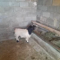 گوسفند،بزغاله‌فروشی