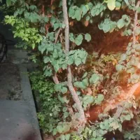باغ-با-مجوزات-برق-شخصی