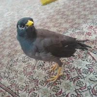 سلام پرنده مینا