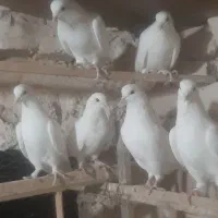 کفتر گرو دوجفت سفید
