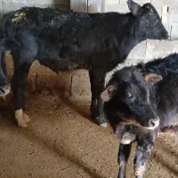 گاو و گوساله