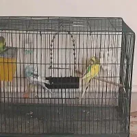 مرغ عشق جفت با قفس