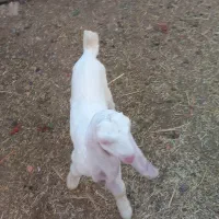 بز گلابی|حیوانات مزرعه|دزفول, |دیوار