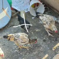 جوجه خروس گلین لری مرغ مینیاتوری