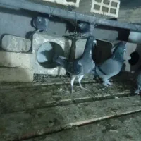 پلاکی ظالم|پرنده|نجفآباد, جعفرآباد|دیوار