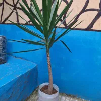 گل ( درخت ) یوکا|گل و گیاه طبیعی|رشت, سلیمانداراب|دیوار