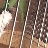 طوطی ملنگو جفت|پرنده|بندرعباس, |دیوار