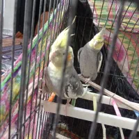 یک جفت عروس هلندی عتیقه|پرنده|ایرانشهر, |دیوار