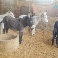 خر یا الاغ کله ی|حیوانات مزرعه|خمینی‌شهر, |دیوار