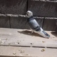 یه عدد ماده هما که همین حالا گرفتم بسیار تمیز|پرنده|دامغان, |دیوار