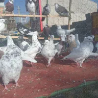 کبوتر فروشی در کردان|پرنده|کوهسار (البرز), |دیوار