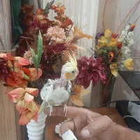عروس هلندی