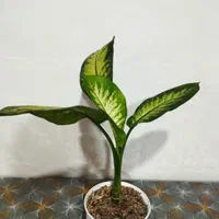 گل طبیعی دیفن باخیا|گل و گیاه طبیعی|رشت, خرسندی|دیوار