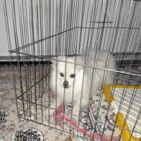 سگ پامری نر چهار ماهه هست قیمت اا میلیون|سگ|پارسآباد, |دیوار