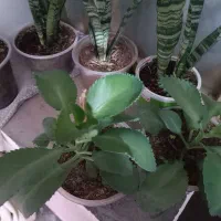 گل وگیاه طبیعی|گل و گیاه طبیعی|دهدشت, |دیوار