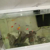 آکواریوم خم|ماهی|بجنورد, |دیوار