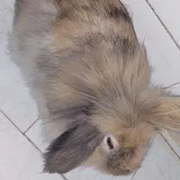 خرگوش خوشگل ناز|موش و خرگوش|اصفهان, جاوان|دیوار