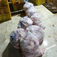 مرکز پخش مرغ ماکو