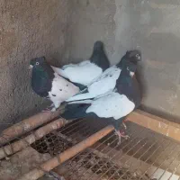 کبوتر سینه ای .کله ای.دم قهوه ای|پرنده|نهاوند, |دیوار