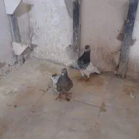 ۲ جفت کله ۳۸۰۰|پرنده|شیروان (خراسان), |دیوار