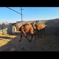 بچه شتر یک ساله ماده