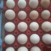 تخمرغ عشایری|حیوانات مزرعه|اصفهان, مفتح|دیوار