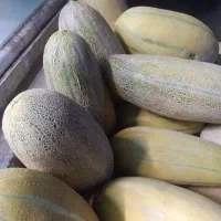 خربزه رضا آباد درجه یک
