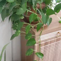 گل طبیعی|گل و گیاه طبیعی|تبریز, |دیوار
